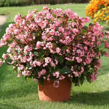 B. ‘Stara Rose’
